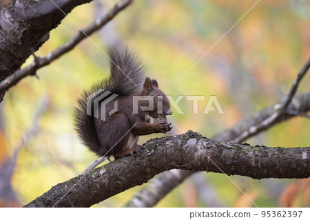 Ezoris在秋天 95362397