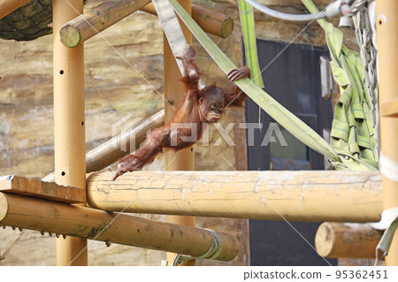 Child orangutan playing innocently 95362451