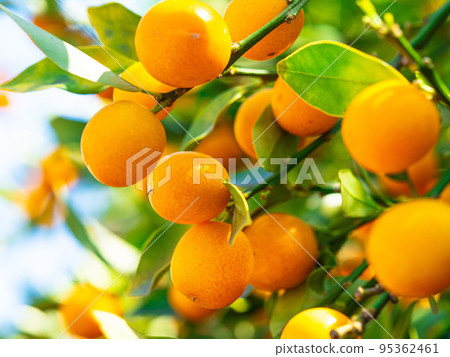 Large kumquat fruit 95362461