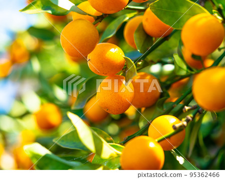 Large kumquat fruit 95362466
