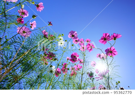 Looking up at the cosmos in the refreshing early morning autumn sky, Kunikyo Looking up at the cosmos in the refreshing early morning autumn sky, Kunikyo 95362770