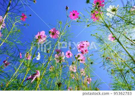 A refreshing early morning autumn sky, a cosmos field in Kyoninkyo, looking up at a low angle A refreshing early morning autumn sky, a cosmos field in Kyoninkyo, looking up at a low angle 95362783