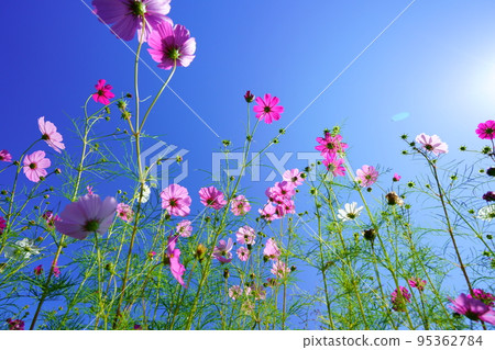 A refreshing early morning autumn sky, a cosmos field in Kyoninkyo, looking up at a low angle A refreshing early morning autumn sky, a cosmos field in Kyoninkyo, looking up at a low angle 95362784