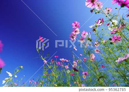 A refreshing early morning autumn sky, a cosmos field in Kyoninkyo, looking up at a low angle A refreshing early morning autumn sky, a cosmos field in Kyoninkyo, looking up at a low angle 95362785
