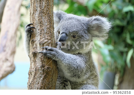 Koala holding on trees 95362858