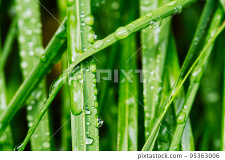 Water drops on fresh green leaf at morning. Water drops on fresh green leaf at morning. 95363006