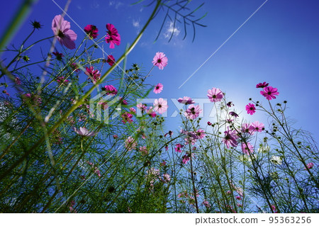 仰望清爽的清晨秋空和宇宙 仰望清爽的清晨秋空和宇宙 95363256