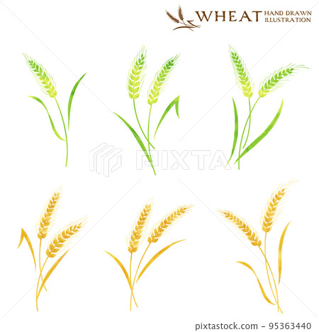 Various wheat watercolor illustrations 95363440