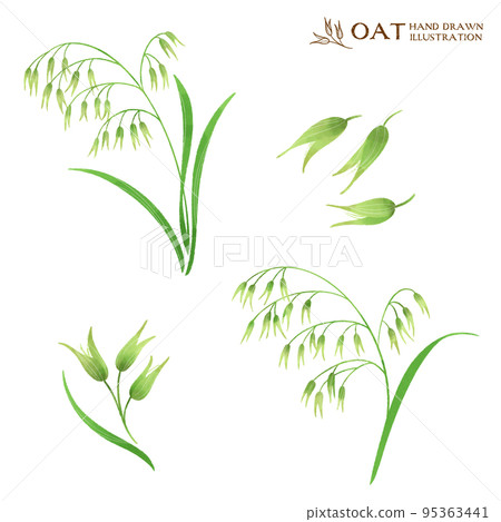 Oat watercolor illustration 95363441