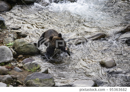 知床的棕熊 95363682