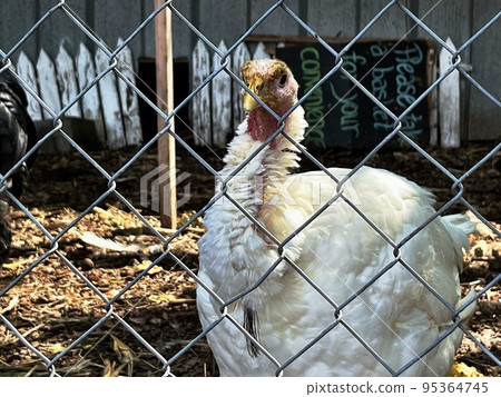 white turkey behind a fence white turkey behind a fence 95364745