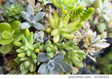 Group planting art frame of succulents 95364832