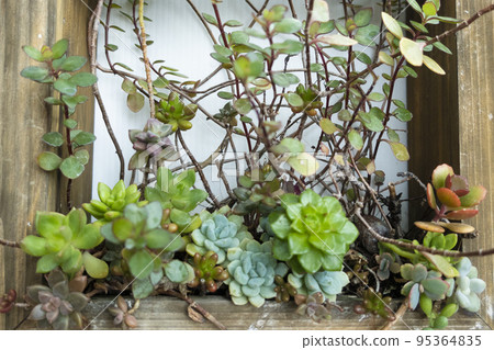 多肉植物群植藝術框架 95364835