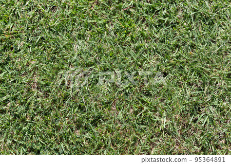 Lawn Lawn 95364891