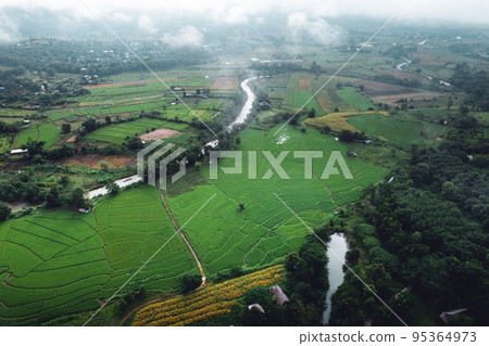 rice field in the morning in asia rice field in the morning in asia 95364973