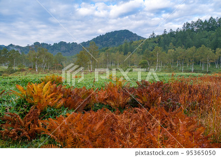 White birch forest and autumn leaves 95365050