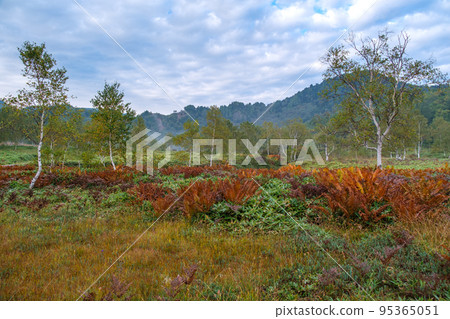 White birch forest and autumn leaves White birch forest and autumn leaves 95365051