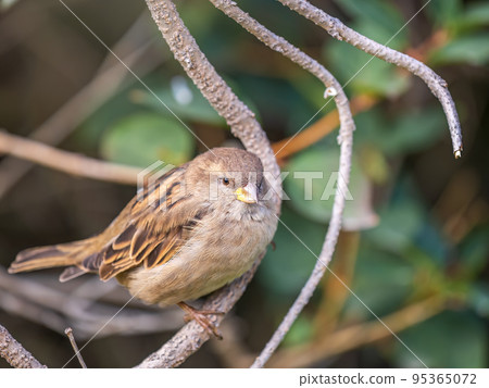 Sparrow sitting on a green branch in autumn. Sparrow with playful poise on branch in autumn or summer 95365072