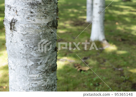 Birch trunks planted in the park Birch trunks planted in the park 95365148