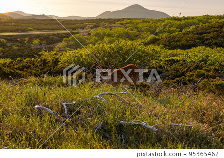 Shiretoko Pass Shiretoko Pass 95365462