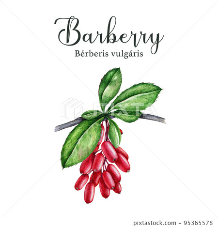 Barberry berries bunch on the branch with green leaves. Hand drawn watercolor illustration. Realistic Berberis vulgaris plant element. Organic barberry red berries on white background 95365578