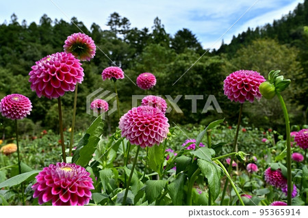 Ogano Town, Saitama PrefectureRyogami's foot of Mt.Ryogami, Hana no Sato, Dahlia Garden Ogano Town, Saitama PrefectureRyogami's foot of Mt.Ryogami, Hana no Sato, Dahlia Garden 95365914