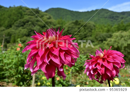 Ogano Town, Saitama PrefectureRyogami's foot of Mt.Ryogami, Hana no Sato, Dahlia Garden 95365929