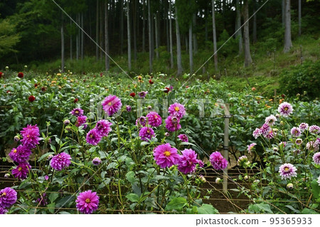 埼玉縣大賀野町兩神山腳下，花之裡，大麗花花園 95365933