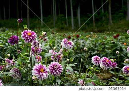 Ogano Town, Saitama PrefectureRyogami's foot of Mt.Ryogami, Hana no Sato, Dahlia Garden 95365934