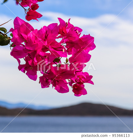 Purple bougainvillea flowers on the background of the sky, sea and islands 95366113
