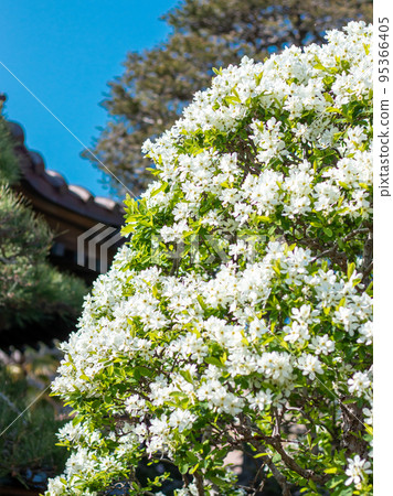 Scenery of Daikoji Temple in Kamakura where Rikyu plum blossoms bloom 95366405