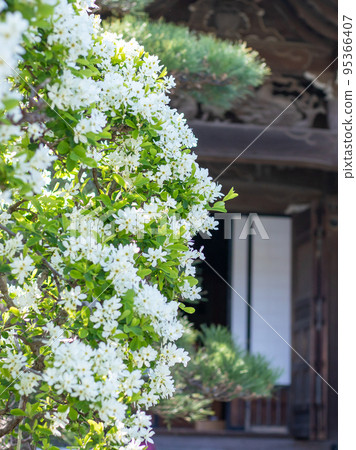 Scenery of Daikoji Temple in Kamakura where Rikyu plum blossoms bloom 95366407