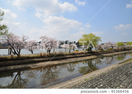 我去了千場公園看櫻花#36 我去了千場公園看櫻花#36 95366456