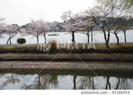 我去了千場公園看櫻花#38 我去了千場公園看櫻花#38 95366458