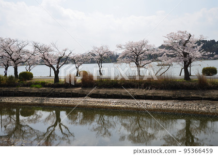 我去了千場公園看櫻花#39 95366459