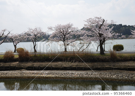 我們去了千場公園看櫻花#40 我們去了千場公園看櫻花#40 95366460
