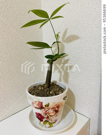 帕奇拉 帕奇拉 95366699