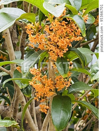 桂花盛開 桂花盛開 95366701