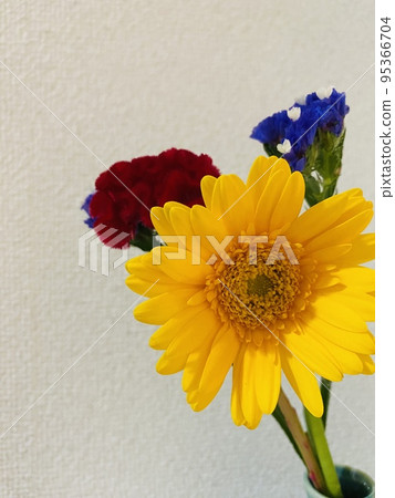 Gerbera Gerbera 95366704