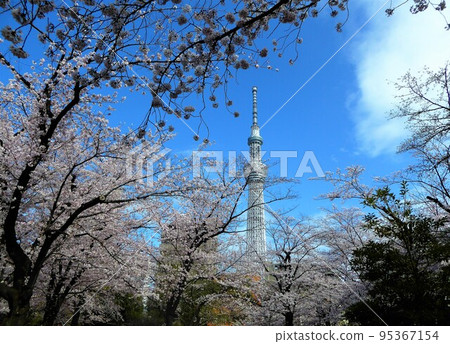 Sky tree and cherry tree Sky tree and cherry tree 95367154