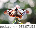 閃閃發光的栗色虎蝶 95367158
