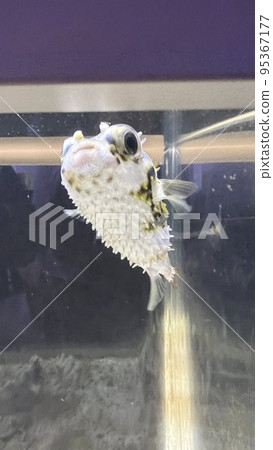 把魚翻過來 把魚翻過來 95367177
