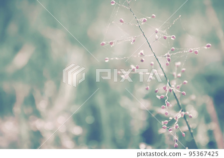 pink grass flower  autumn,spring nature   background 95367425
