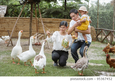 Happy family father, mother and son feed duck at farm. Happy family father, mother and son feed duck at farm. 95367452