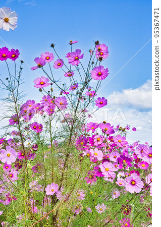 Cosmos 95367471