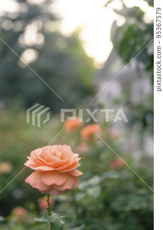 大氣秋季玫瑰圖像剪切 95367579