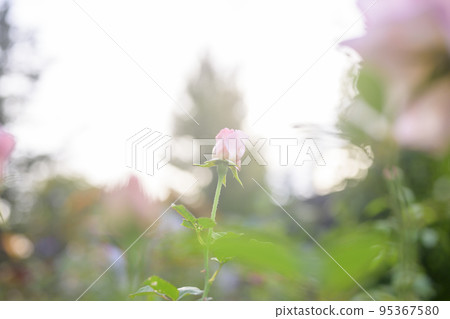 大氣秋季玫瑰圖像剪切 95367580