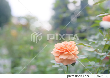 大氣秋季玫瑰圖像剪切 95367582