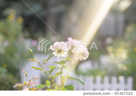 光線傾瀉而下的玫瑰園的圖像剪輯 95367583