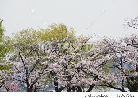 We went to Senba Park to see the cherry blossoms #53 We went to Senba Park to see the cherry blossoms #53 95367592